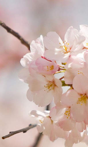 Spring Flowers Live Wallpaper screenshot 11