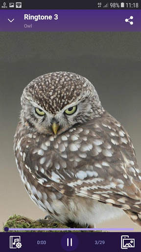 Owl - RINGTONES and WALLPAPERS screenshot 3