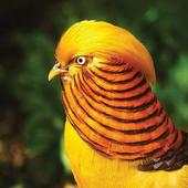 Birds Sounds and Ringtons 1.3