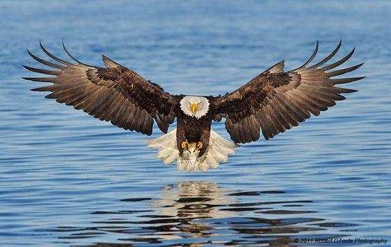 Eagle Wallpapers screenshot 1