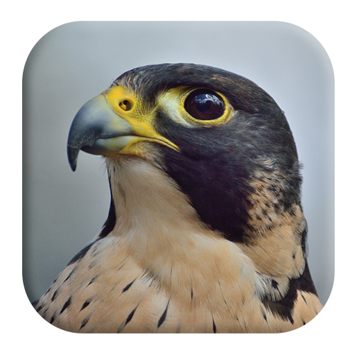 Peregrine Falcon Sounds icon