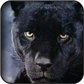 Panther wallpapers 26