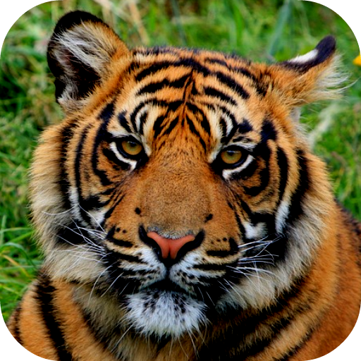 Tiger Wallpapers icon