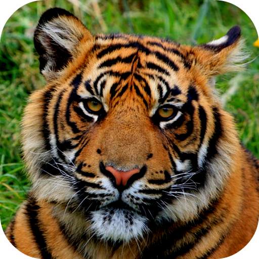 Tiger Wallpapers 1.0