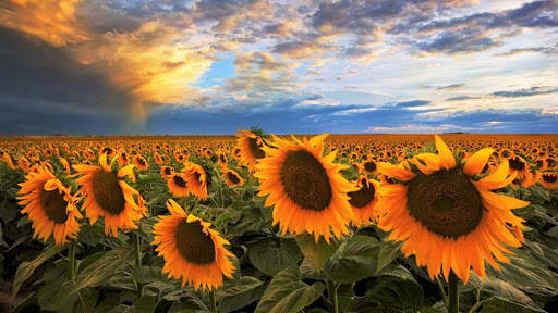 Summer Wallpapers : backgrounds hd screenshot 11