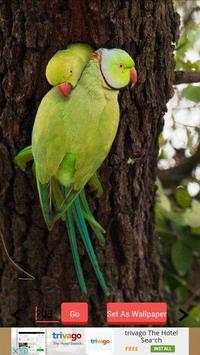1000  Birds Wallpapers screenshot 8