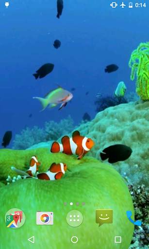 Clownfish Video Live Wallpaper screenshot 2