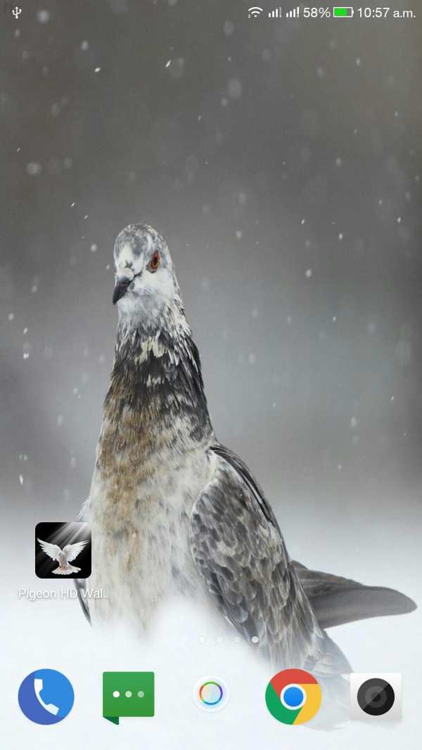 Pigeon HD Wallpaper screenshot 9