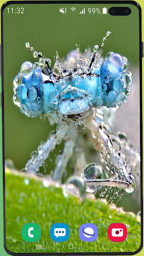 Dragonfly Wallpaper Best HD screenshot 16