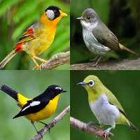 Birds Memory Game
