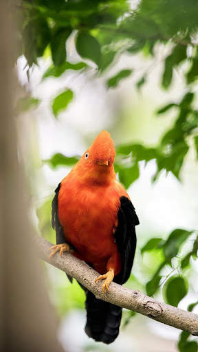 Bird Wallpapers HD screenshot 12