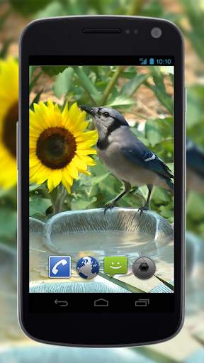 4K Birds Bath Live Wallpapers screenshot 1