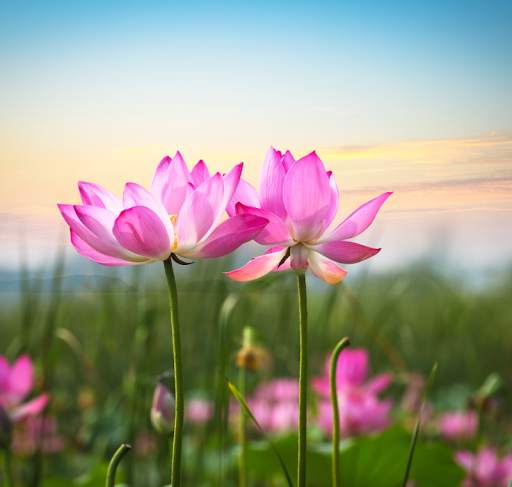 Lotus Wallpaper screenshot 3