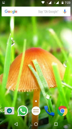 Plant HD Wallpaper screenshot 8