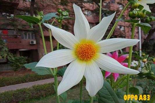 Camera  A83 for oppo screenshot 1