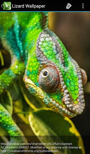 Lizard Wallpaper screenshot 8