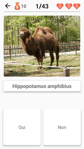 Mammifères - Apprenez tous les animaux dans Quiz! screenshot 7