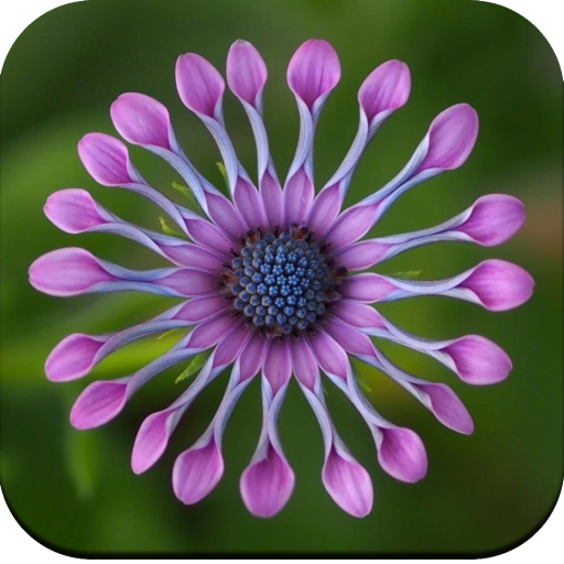 Macro Wallpaper 4K icon