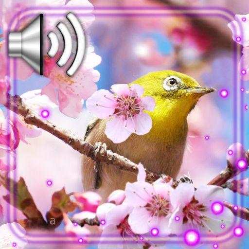 Birds Sounds Live Wallpaper 1.2