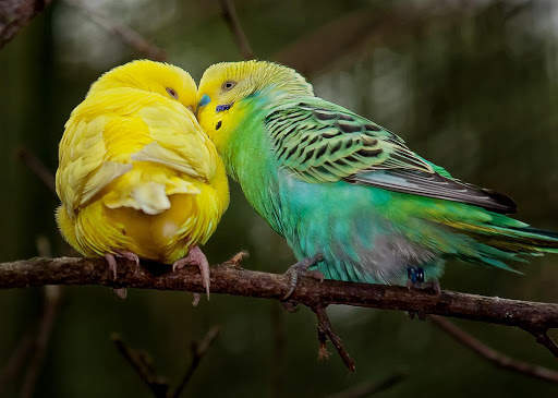 Budgie Bird Wallpapers HD screenshot 8
