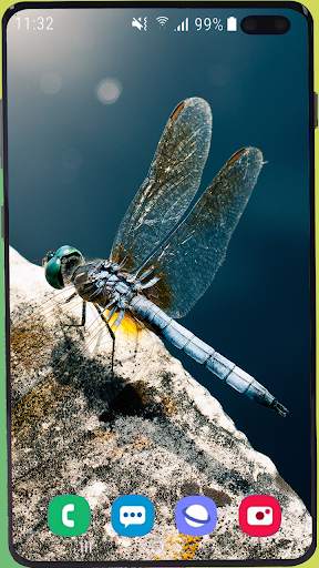 Dragonfly Wallpaper Best HD screenshot 12