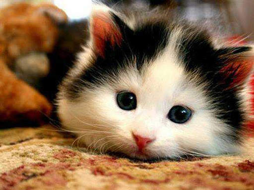 Hot Funny Cute Cats Wallpapers screenshot 6