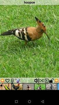 bird sounds screenshot 11