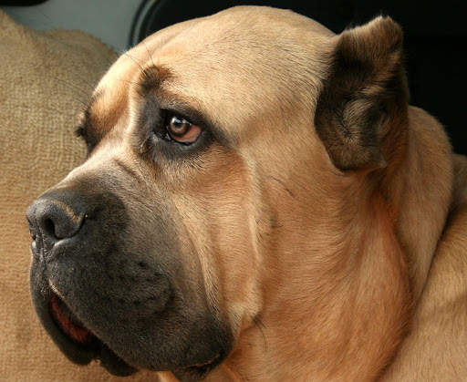Dog Wallpaper HD Image screenshot 1