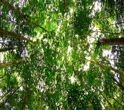 Amazon Rainforest The Best screenshot 5