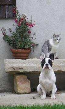 300.Free Funny Dog Pictures HD screenshot 8
