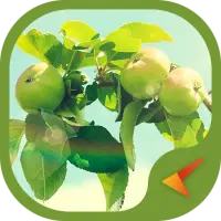 Theme Apple