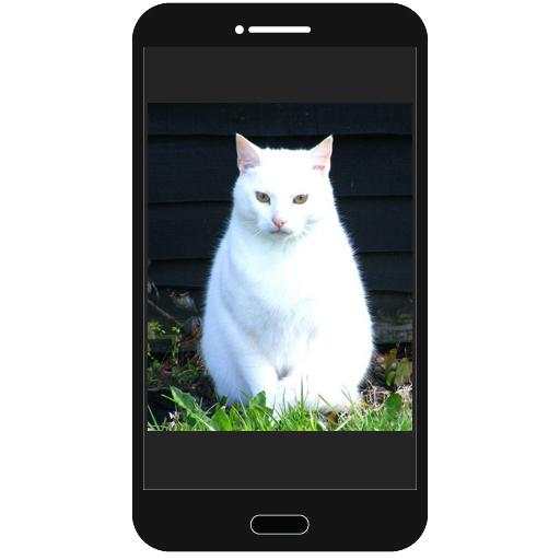 Cats Photo Collection screenshot 1