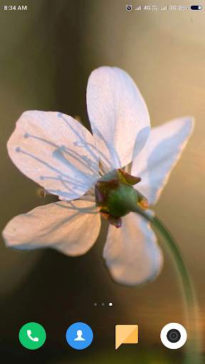 Macro Wallpaper HD screenshot 13