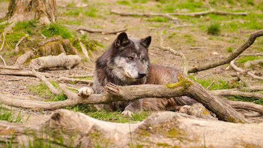 Wolf Wallpapers HD & 4k Backgrounds screenshot 20