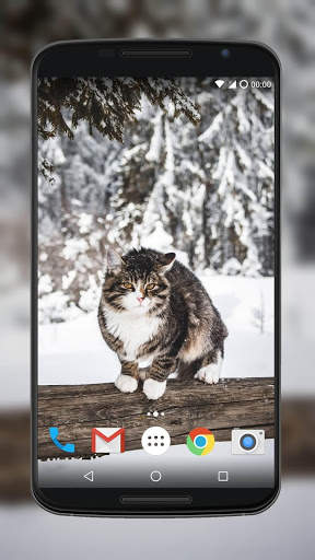 Cute Cat Wallpaper screenshot 5
