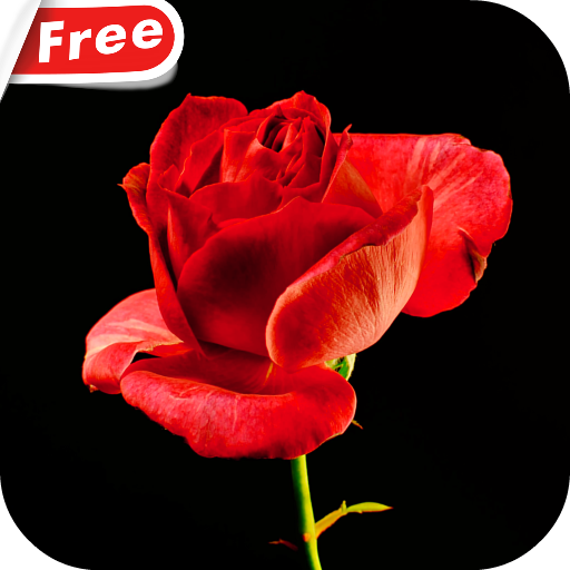 Blooming Rose Video Wallpaper icon