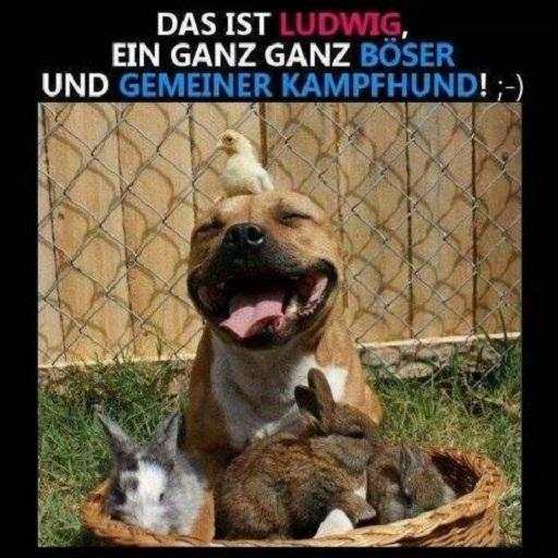 Lustige Bilder Kostenlos für Whatsapp screenshot 7