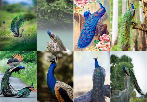 Peacock HD Wallpaper 4K Latest screenshot 1