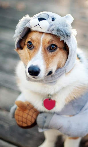 Q Puppy Live Wallpaper screenshot 3