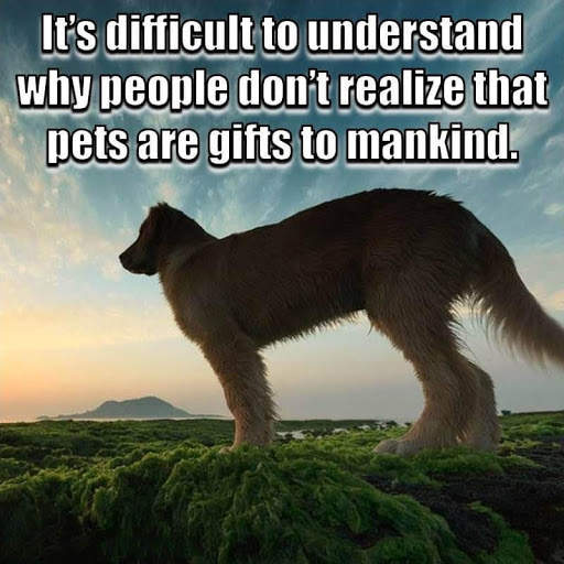 Animal Lover Quotes - Dog Lover Status - Cat Love screenshot 18