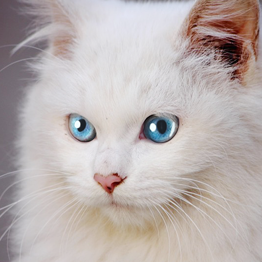 Talking Burmese Cat أيقونة
