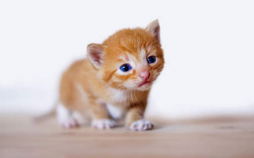 Cute Cats Live Wallpaper (backgrounds & themes) screenshot 7