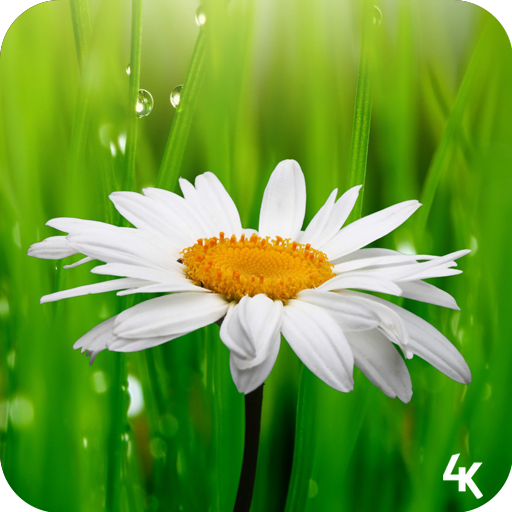 Flower Wallpaper (4k) icon