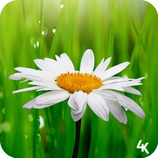 Flower Wallpaper (4k) 1.0
