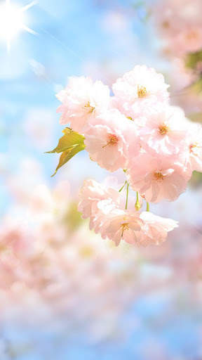Sakura Flower Live Wallpaper screenshot 1