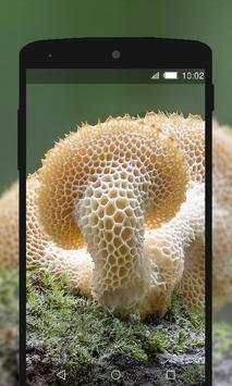 Mushroom Wallpapers HD (backgrounds & themes) screenshot 3