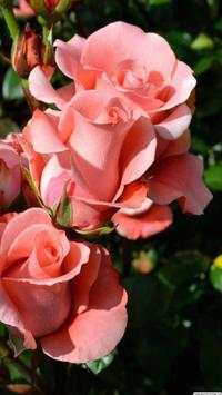 Flower Wallpapers screenshot 14