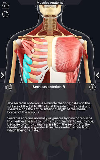 My Muscle Anatomy screenshot 5