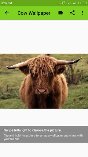 Cow Wallpaper screenshot 16