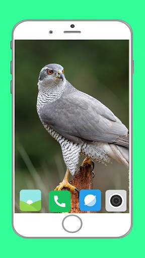 Predator Birds Full HD Wallpaper скриншот 3